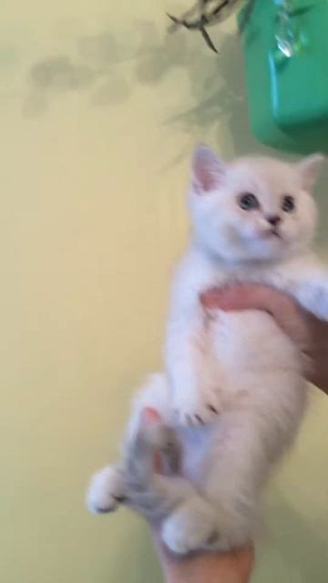 Плюшечка шиншилла (котик )