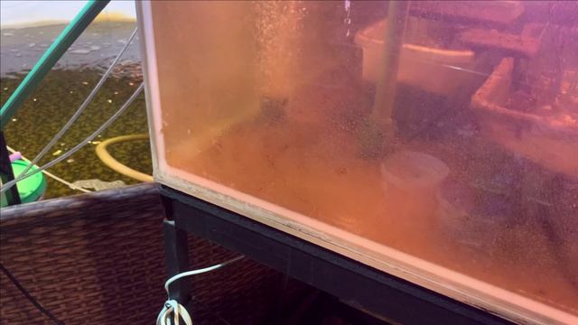 Пруд в гараже.Продолжаем выращивать лотосы...ну и про рыбу мальца. смотреть онлайн