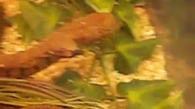 candoia aspera смотреть онлайн