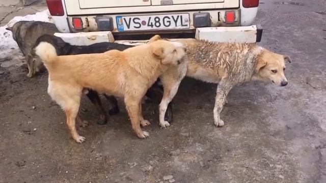 Horses Mating Up Close And Hard LongTime Horses Breeding HD 2015 Funny video Animals смотреть онлайн