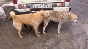 Horses Mating Up Close And Hard LongTime   Horses Breeding HD 2015   Funny video Animals