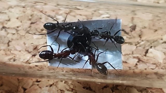 🐜 Camponotus ligniperda & Jeżyny [Tydzień 43] смотреть онлайн