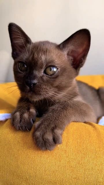 Бурманские котята🐱🐈⬛ #shorts #короткиевидео #ютуб смотреть онлайн