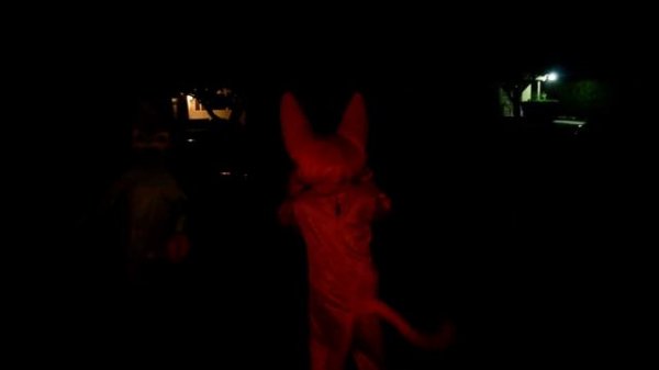 Hoops and Yoyo Halloween