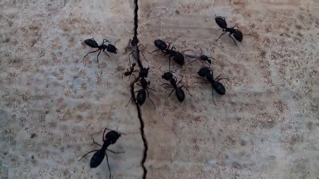 Poisonous ants смотреть онлайн