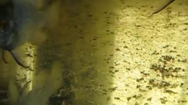 Microgeophagus ramirezi electric blue смотреть онлайн