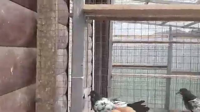 Голуби пакистанцы смотреть онлайн