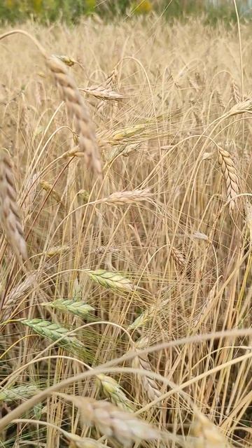 дикая пшеница ПОЛБА. Еда Балды из сказки. смотреть онлайн