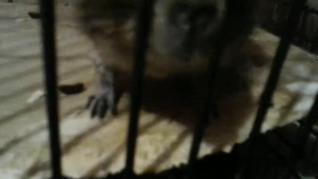 Я снимаю своих чилийских белок смотреть онлайн