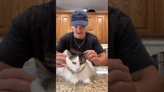 Owning an angry cat.. pt.6 смотреть онлайн