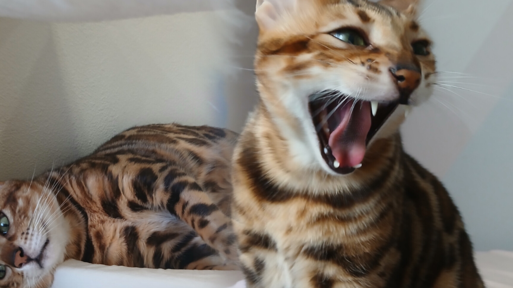 рилсик) смотреть онлайн