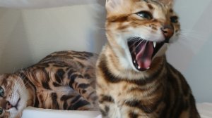 рилсик)
