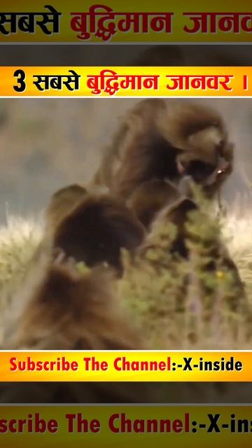 दुनिया के 3 सबसे बुद्धिमान और चालाक जानवर | #shorts | #viral смотреть онлайн