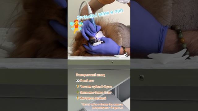 Чистка зубов собакам отзывы, шпиц Ник 8 лет