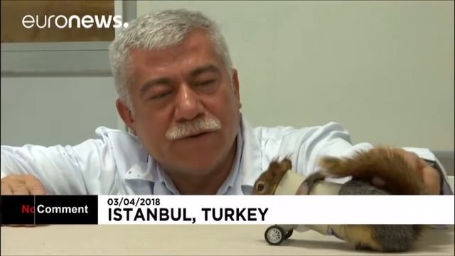 Sincap Karamel yeni protezi ile koşmaya başladı, dünya basını yıkıldı :) смотреть онлайн