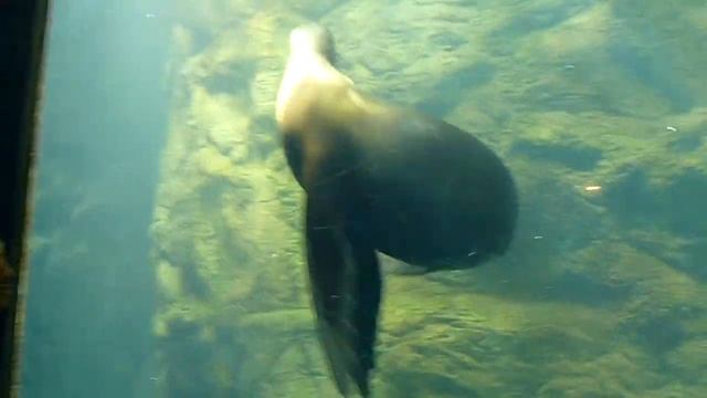 Cute sea lion at Kaiyukan Aquarium, Osaka, Japan смотреть онлайн
