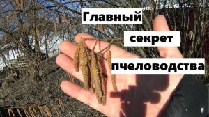 Главный секрет пчеловодства.