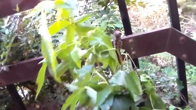 HUGE CATERPILLARS! Mexican devils (Citheronia azteca) смотреть онлайн