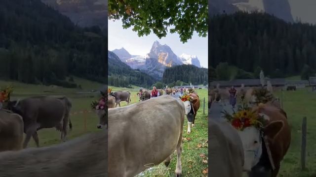 Cow parade Switzerland смотреть онлайн