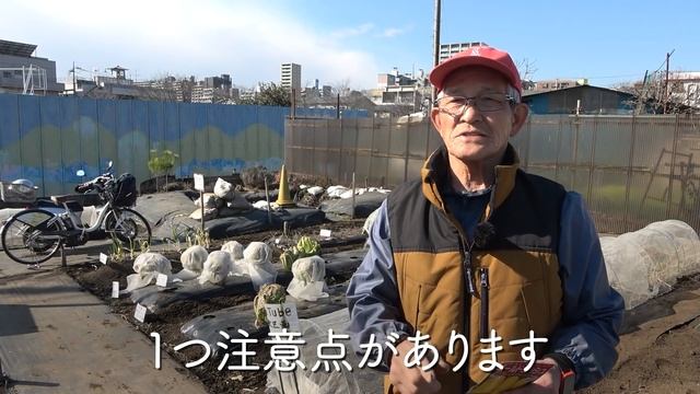 早植えで害虫回避！家庭菜園と農園でトウモロコシ栽培準備の裏技を大公開！害虫対策やアワノメイガを徹底対策！【農家直伝】 смотреть онлайн