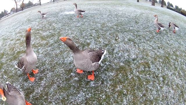 Бешеный гусь шипит и нападает смотреть онлайн