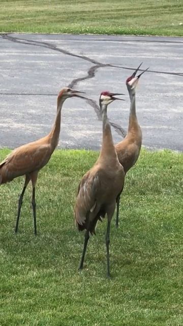 Birds #Shorts смотреть онлайн
