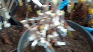 саженцы яблонь и груш на весну 2025 год