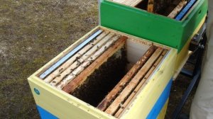 Результат весеннего объединения пчел.