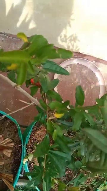 pomegranate plant 🌱 смотреть онлайн