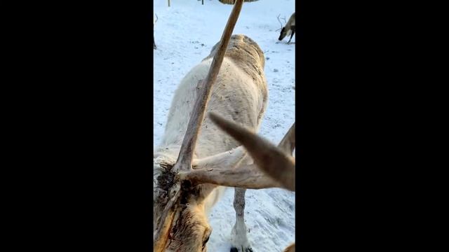 Териберка олень смотреть онлайн