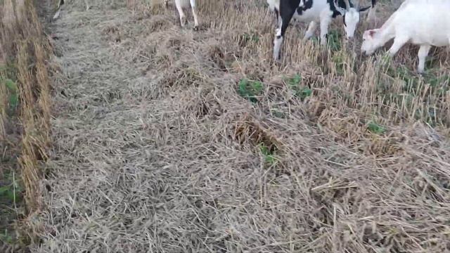 йдем з козами і який гарний вечір. смотреть онлайн