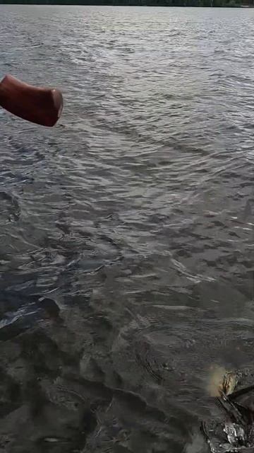 Сом на спиннинг смотреть онлайн