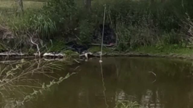 HUNTING A NUISANCE ALLIGATOR THAT KILLED 3 PUPPIES & 4 GEESE P-PAW IS HELPING THE VETERAN LAND OWNE смотреть онлайн