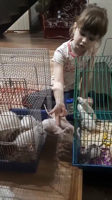 Маша с крысками. Любимые питомцы. смотреть онлайн