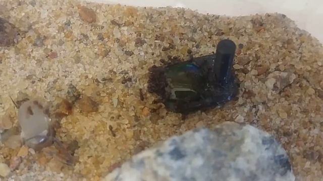 Lasius emarginatus feeding смотреть онлайн