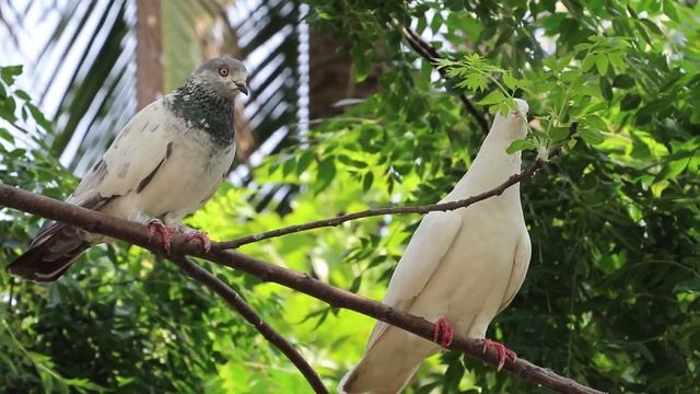 Отличная расслабляющая музыка • Успокаивающая фортепианная музыка 🌿 Расслабляющая музыка для нервов смотреть онлайн
