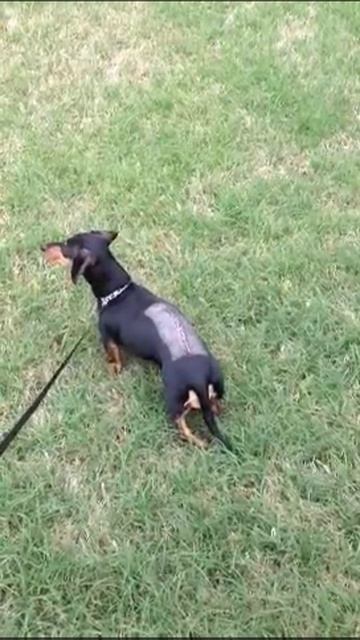 Lucy one week after herniated disk surgery смотреть онлайн