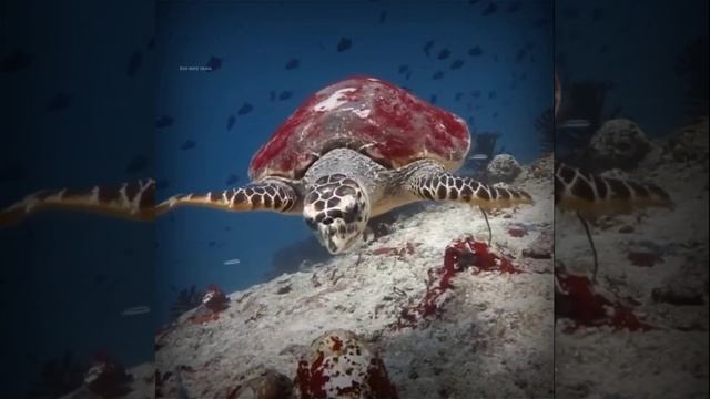 கடலுக்கடியில் மிருகங்களின் சத்தம் | Animals sounds tamilfacts#shorts#factstamil Whale facts status смотреть онлайн
