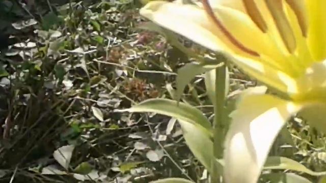 Lily Giant Yellowin Лили Гигант Йеллоуин смотреть онлайн