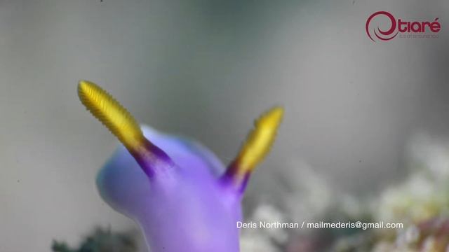 Hypselodoris Bullocki - Nudibranch, Indonesia смотреть онлайн