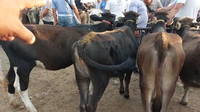 Shahidon mol bozori sigirlar va ģunajinlar narhlari bilan tanishing 5.08.2024yil смотреть онлайн