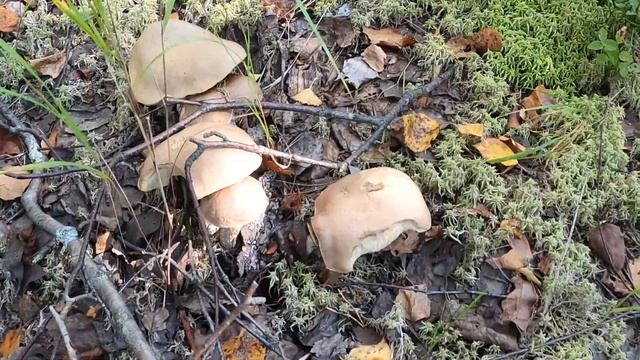 Подберёзовики. Собираем грибы. Часть 1 смотреть онлайн