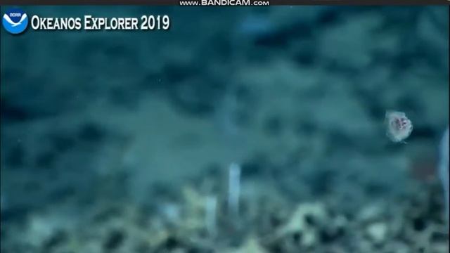 Medusa Jelly Fish@Central Blake Plateau Scarp смотреть онлайн