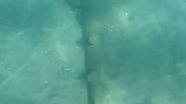La Jolla Guitarfish смотреть онлайн