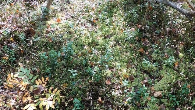 Тихая охота. Грибы. Подберёзовики. Грибные места смотреть онлайн