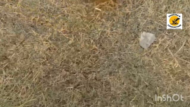 👍👍👉👉САМУЮ ВКУСНУЮ РЫБУ #КАМБАЛУ САЗАНА ЛОВИМ В #АСТРАХАНИ ОХО ХО ХО ВАУУУ 👈👈👍👍 #shortsyoutube #виде