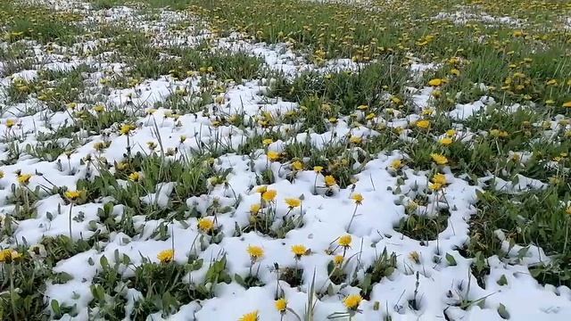 Подснежники. 🤔 смотреть онлайн
