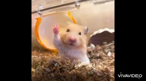 Звук хомяка, голос хомяка, sound hamster, hamster cry