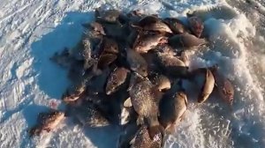 НУ ОЧЕНЬ КРУПНЫЕ КАРАСИ!!! УВЛЕКАТЕЛЬНАЯ Рыбалка ХАПУГОЙ.