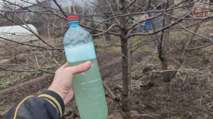 Весной перед набуханием почек у сливы и вишни обработайте этим раствором. Плодов будет очень много.